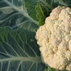 Cauliflower